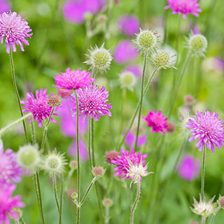 Knautia macedonica 'Melton Pastels'