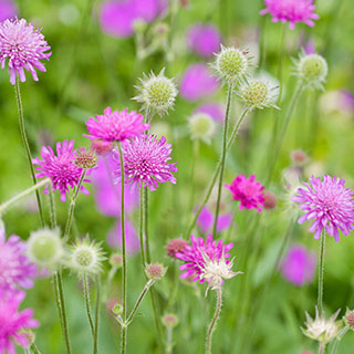 Knautia macedonica (Melton Pastels) 9cm x 3
