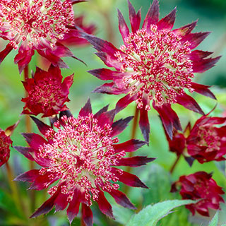 Astrantia 'Claret'