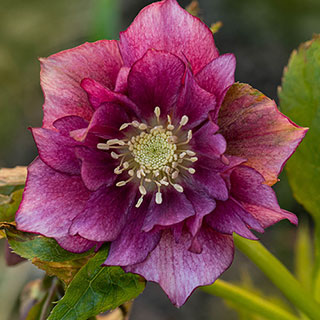 Hellebore 'Double Ellen Red'