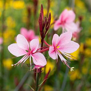 Gaura lindheimeri 'Siskiyou Pink'