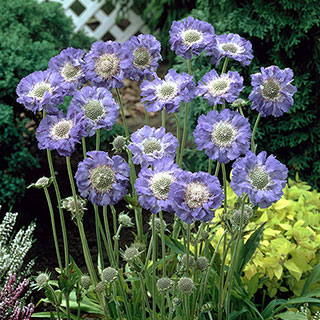 Scabiosa caucasica 'Fama Deep Blue'