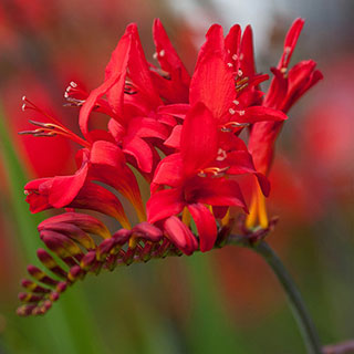 Crocosmia 'Lucifer' 9cm x 3