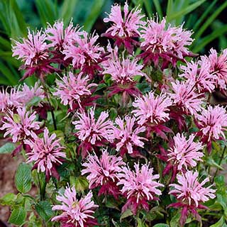 Monarda 'Beauty of Cobham'