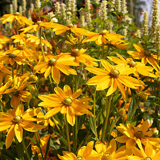 Rudbeckia 'Sunbeckia Ophelia'