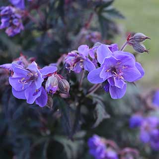Geranium (Hardy) 'Storm Cloud'