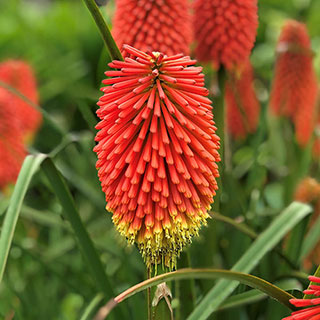 Kniphofia Flamenco 'Red Hot Poker'