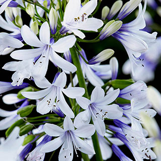 Agapanthus 'Fireworks'