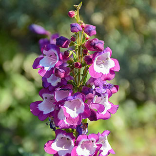 Penstemon 'Pensham Czar'