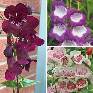 Penstemon Collection