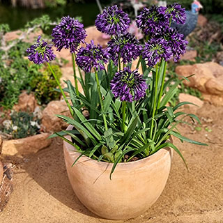 Agapanthus 'Black Jack'