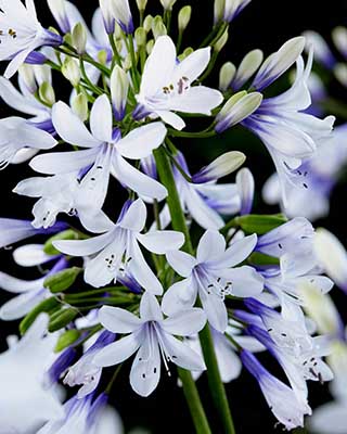 Agapanthus 'Fireworks'