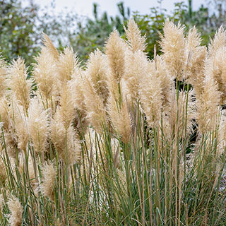 Pampass Grass 'Cortederia selloana'