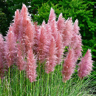 Pink Pampass Grass