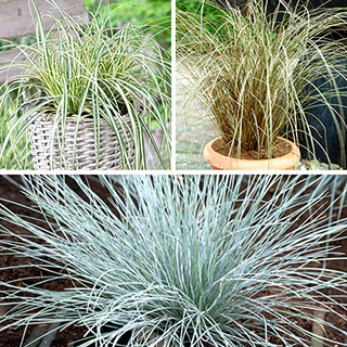 Ornamental Grass Collection