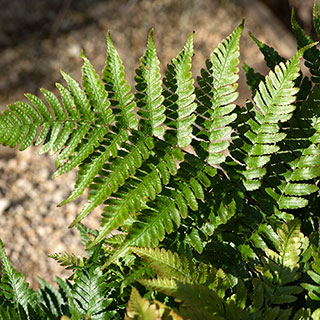 Dryopteris erythrosora