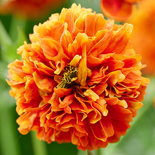 Geum 'Orange Pumpkin'