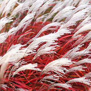 Miscanthus 'Lady in Red'