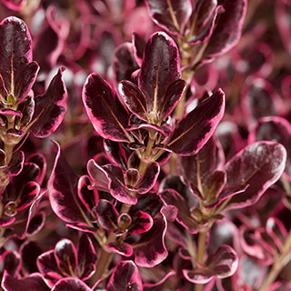 Coprosma 'Eclipse'