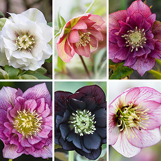 Hellebore 'Double Ellen' Collection