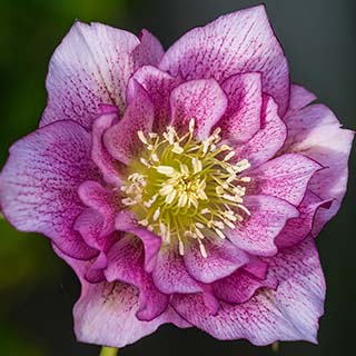 Hellebore 'Double Ellen Pink'