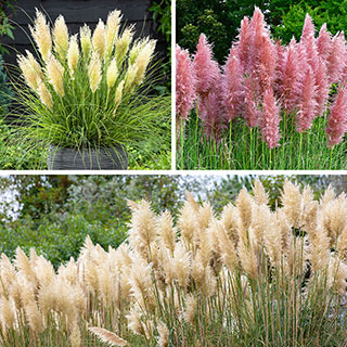 Pampas Grass Collection