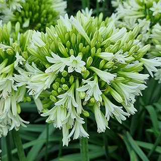 Agapanthus 'Emerald Ice'