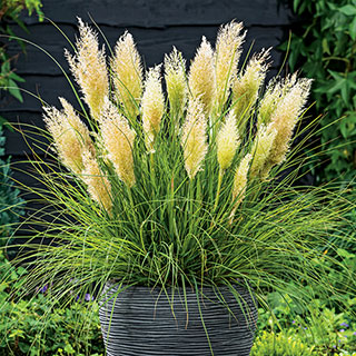 Cortaderia 'Tiny Pampa'