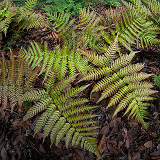 Prolific Copper Shield Fern