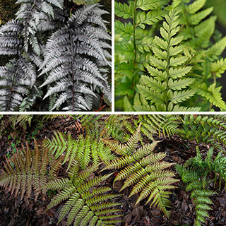 Hardy Fern Collection