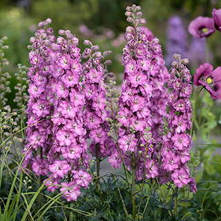 Delphinium Delgenius 'Chantay'