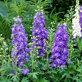 Delphinium Delgenius 'Glitzy'