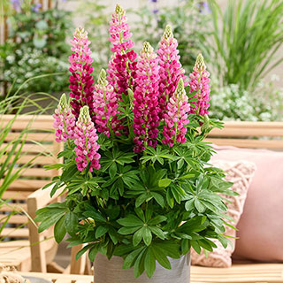 Lupin Lupinova 'Cutie'