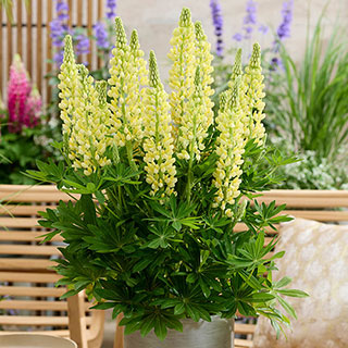 Lupin Lupinova 'Lenora'