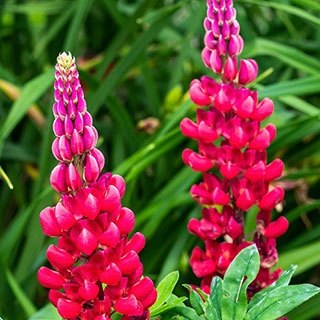 Lupin 'Beefeater'