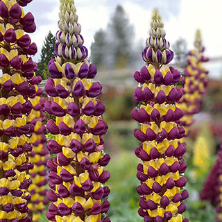 Lupin 'Manhattan Lights'