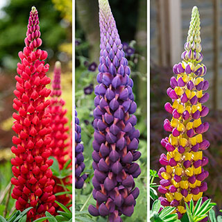 West Country Lupin Collection