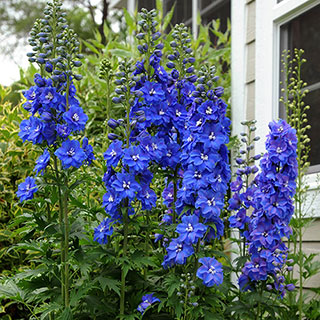 Delphinium 'Guardian Blue'
