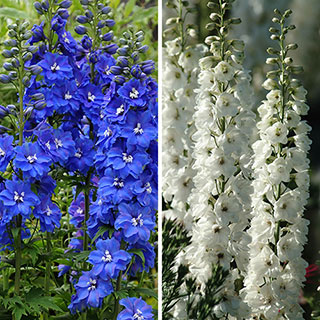 Delphinium 'Guardian' Collection