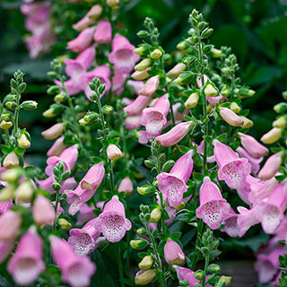 Foxglove Digitalis purpurea 'Hanabee Deep Rose'