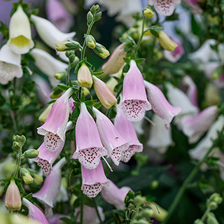 Foxglove Digitalis purpurea 'Hanabee Pink'