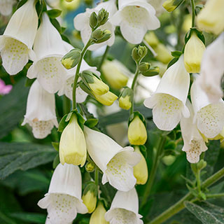 Foxglove Digitalis purpurea 'Hanabee White'