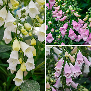 Digitalis 'Hanabee' Foxglove Collection