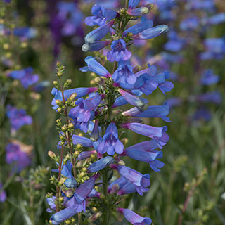 Penstemon 'Electric Blue'
