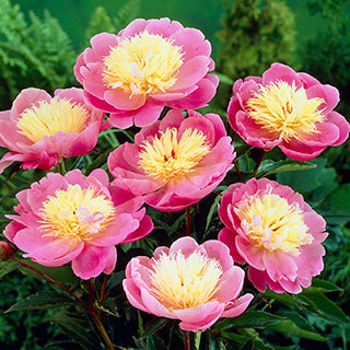 Peony 'Bowl of Beauty'