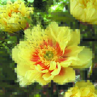 Peony Itoh 'Bartzella'