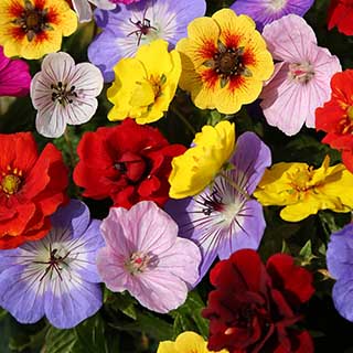 Geranium & Potentilla 'Festival Mix'