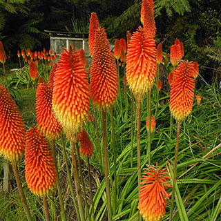 Red Hot Poker