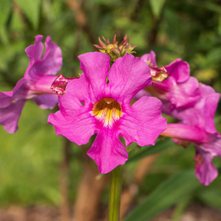 Extra Large Hardy Gloxinia
