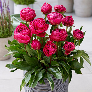 Patio Peony 'London'